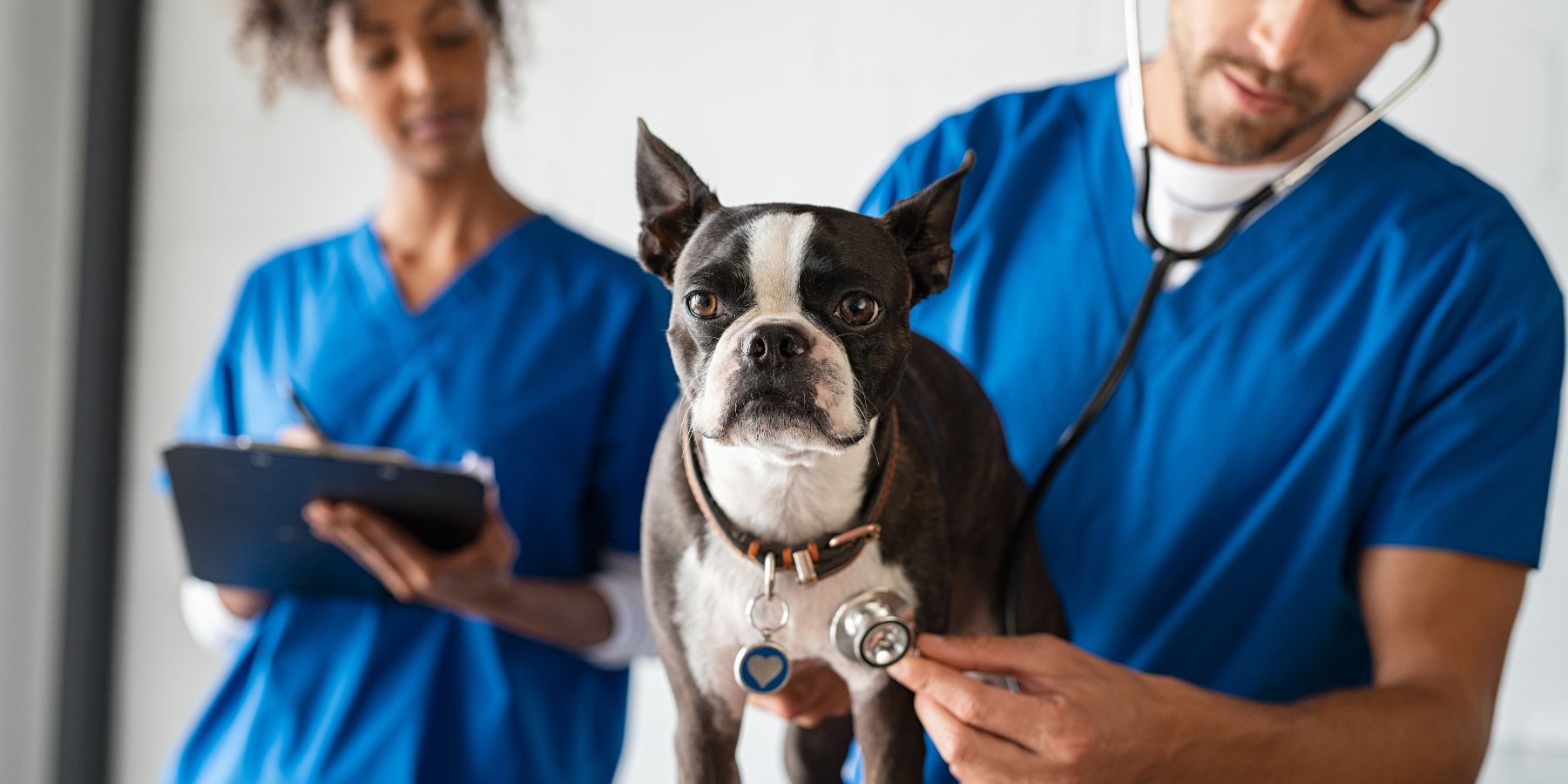 How to Establish a Strong Relationship with Your Pet Vet